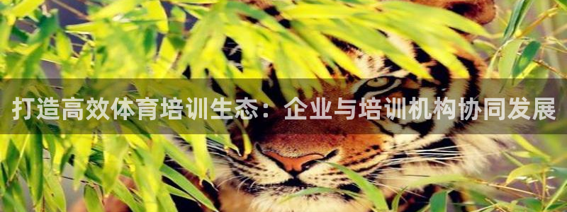 富联集团做什么的啊：打造高效体育培训生态：企业与培训